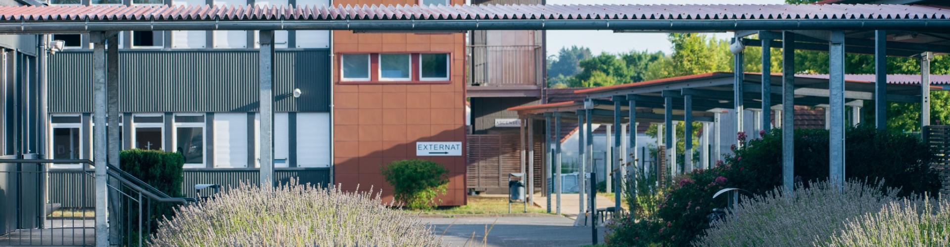 Collège de Levroux avec lavande au premier plan