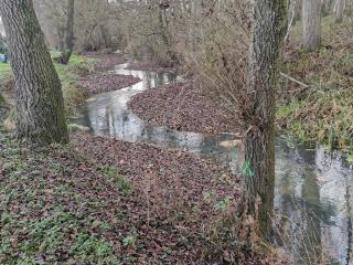 Cours d'eau au milieu d'une forêt - Agrandir l'image - fenêtre modale