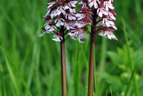  - Agrandir l'image - fenêtre modale