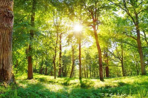 Arbres dans une forêt