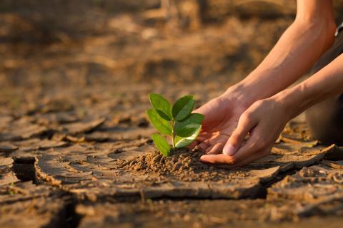 Des mains réalisent une plantation de végétation dans la terre