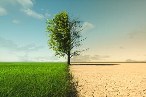 Arbre vert d'un côté et arbre mort avec sécheresse de l'autre côté