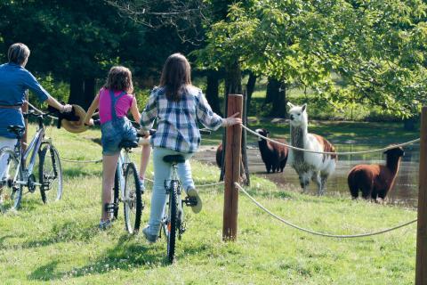 Jeunes à vélo devant des animaux
